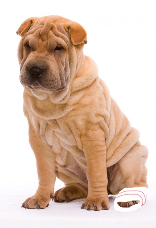 Inkedshar-pei_LI.thumb.jpg.b46052181576c0743540a05beaa45597.jpg