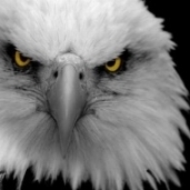 Eaglechallenge
