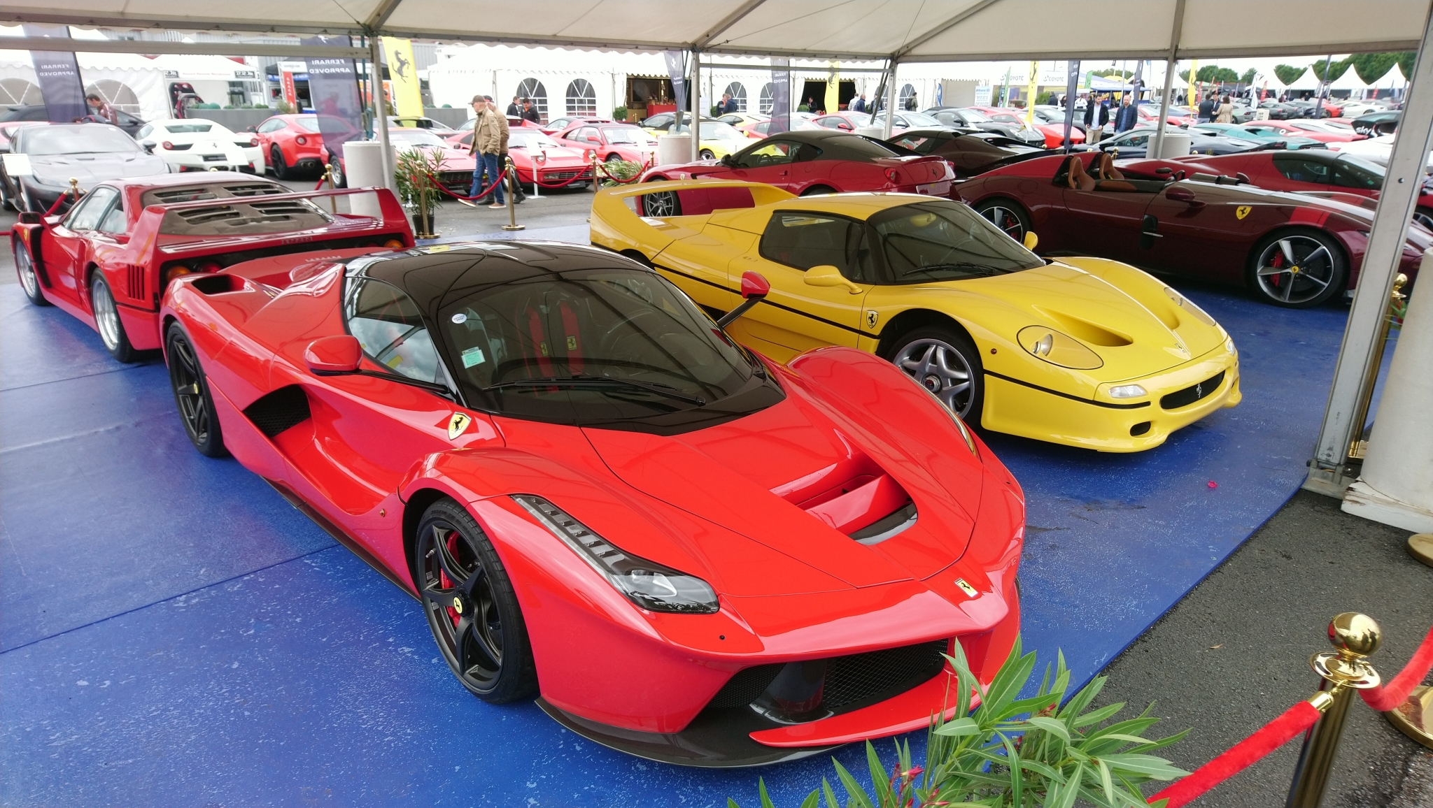 DSC_5831.thumb.JPG.320538a9a1613d43b9876c549b9a4d7d.JPG