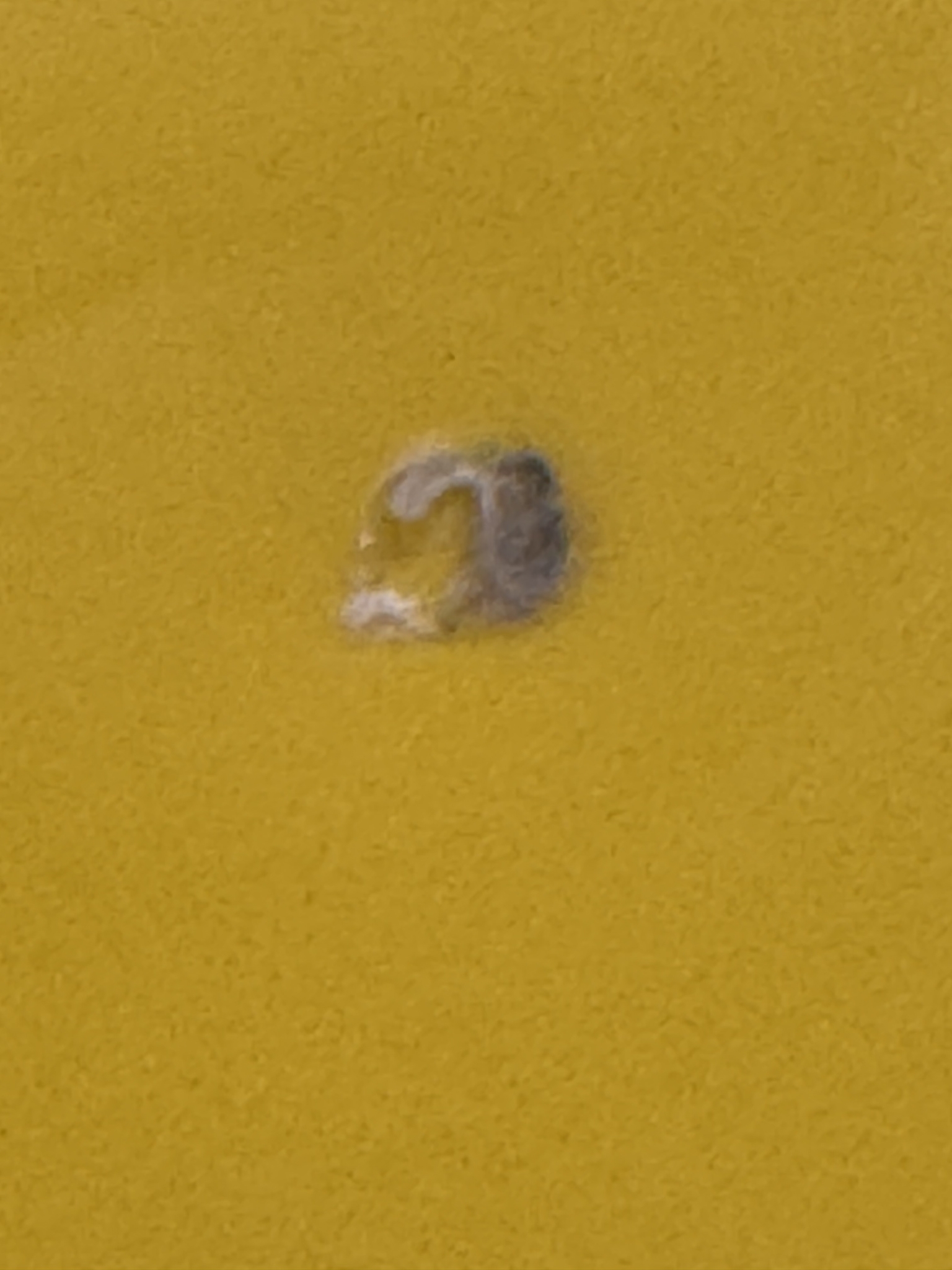 IMG_9026.jpeg