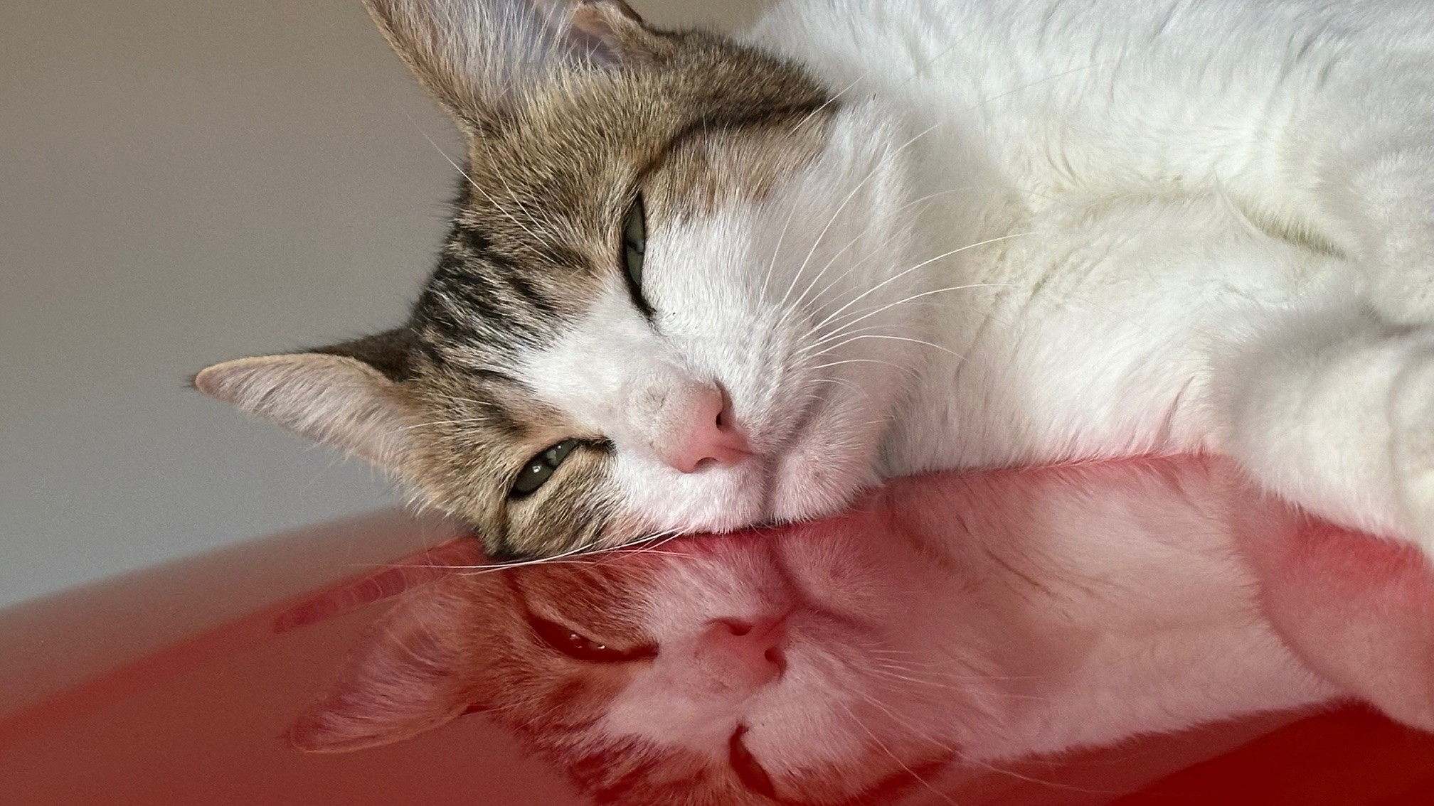 812279290_Peach2.jpg.590c1c9f342d6ed4495f417146a301a8.jpg