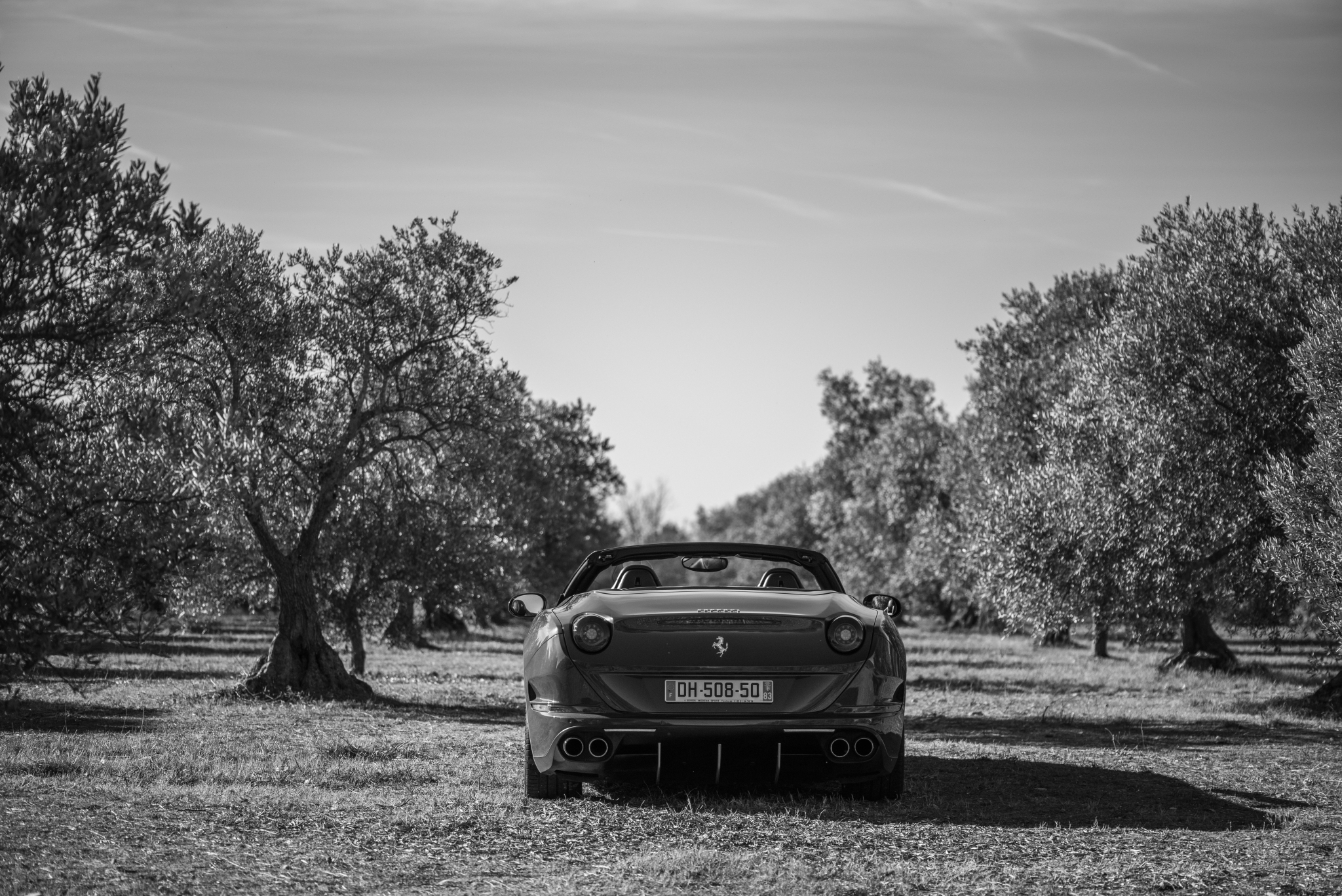 _DSC0714.jpg